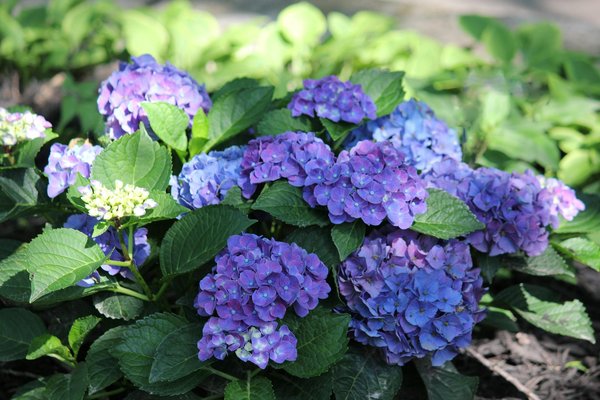 Sécurisez votre jardin avec une élégante ganivelle en bois